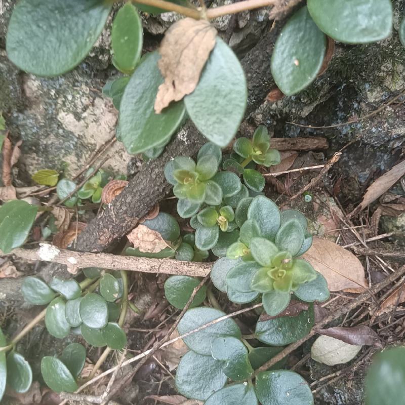 石蝉草又名：胡椒草、火伤叶、石瓜子、三叶稔、散血丹、红