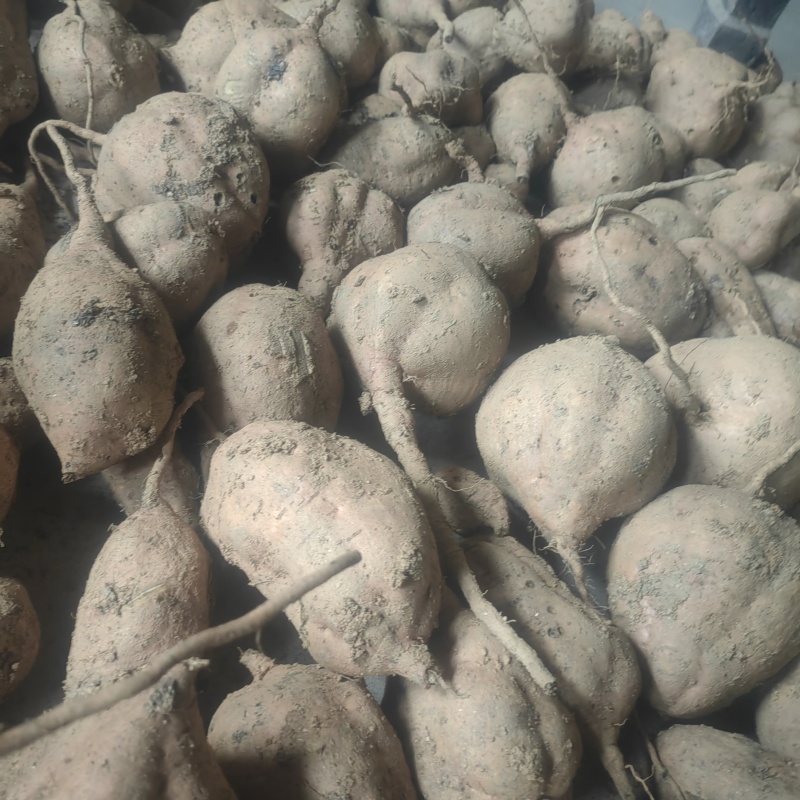 红薯多品种红薯沙土地新鲜红薯西瓜红蜜薯番薯板栗薯现挖农家