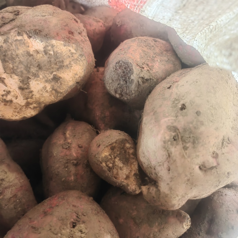 红薯多品种红薯沙土地新鲜红薯西瓜红蜜薯番薯板栗薯现挖农家