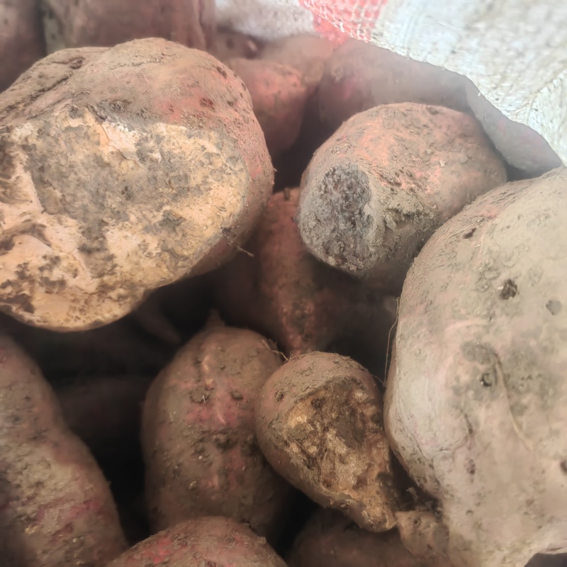 红薯多品种红薯沙土地新鲜红薯西瓜红蜜薯番薯板栗薯现挖农家