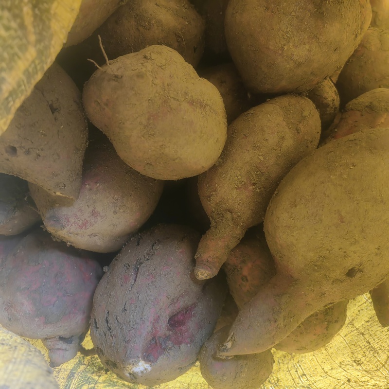 红薯多品种红薯沙土地新鲜红薯西瓜红蜜薯番薯板栗薯现挖农家
