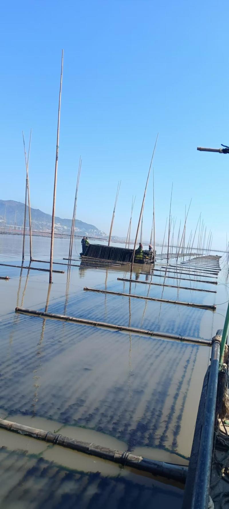霞浦紫菜自然黑亮入口鲜甜适合市场流通欢迎咨询