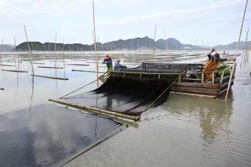 霞浦紫菜自然黑亮入口鲜甜适合市场流通欢迎咨询