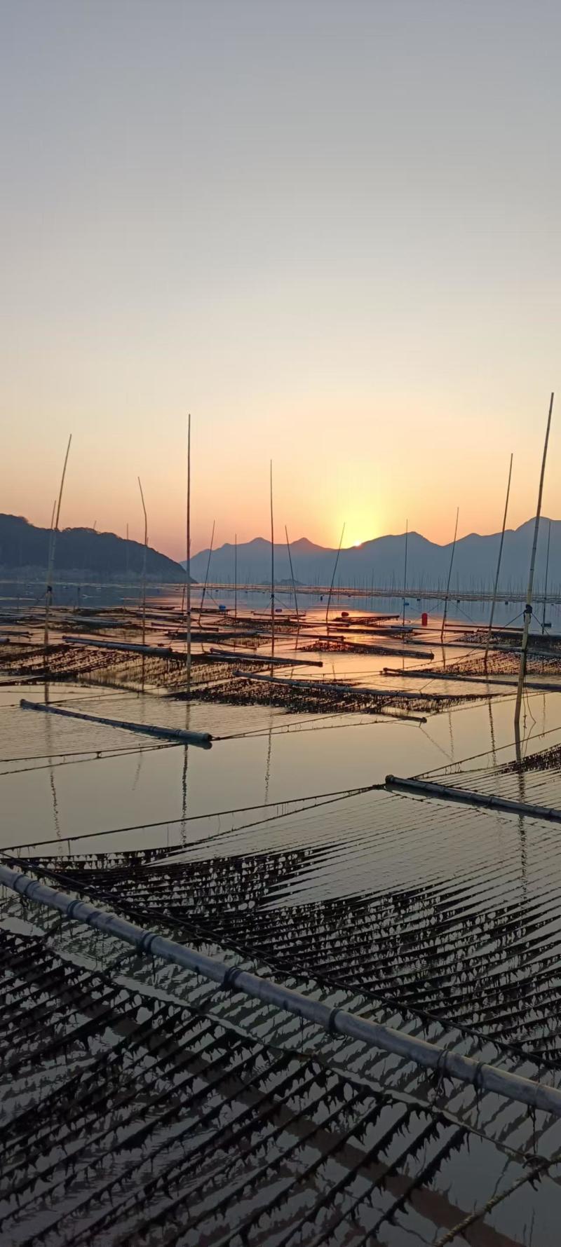 霞浦紫菜自然黑亮入口鲜甜适合市场流通欢迎咨询