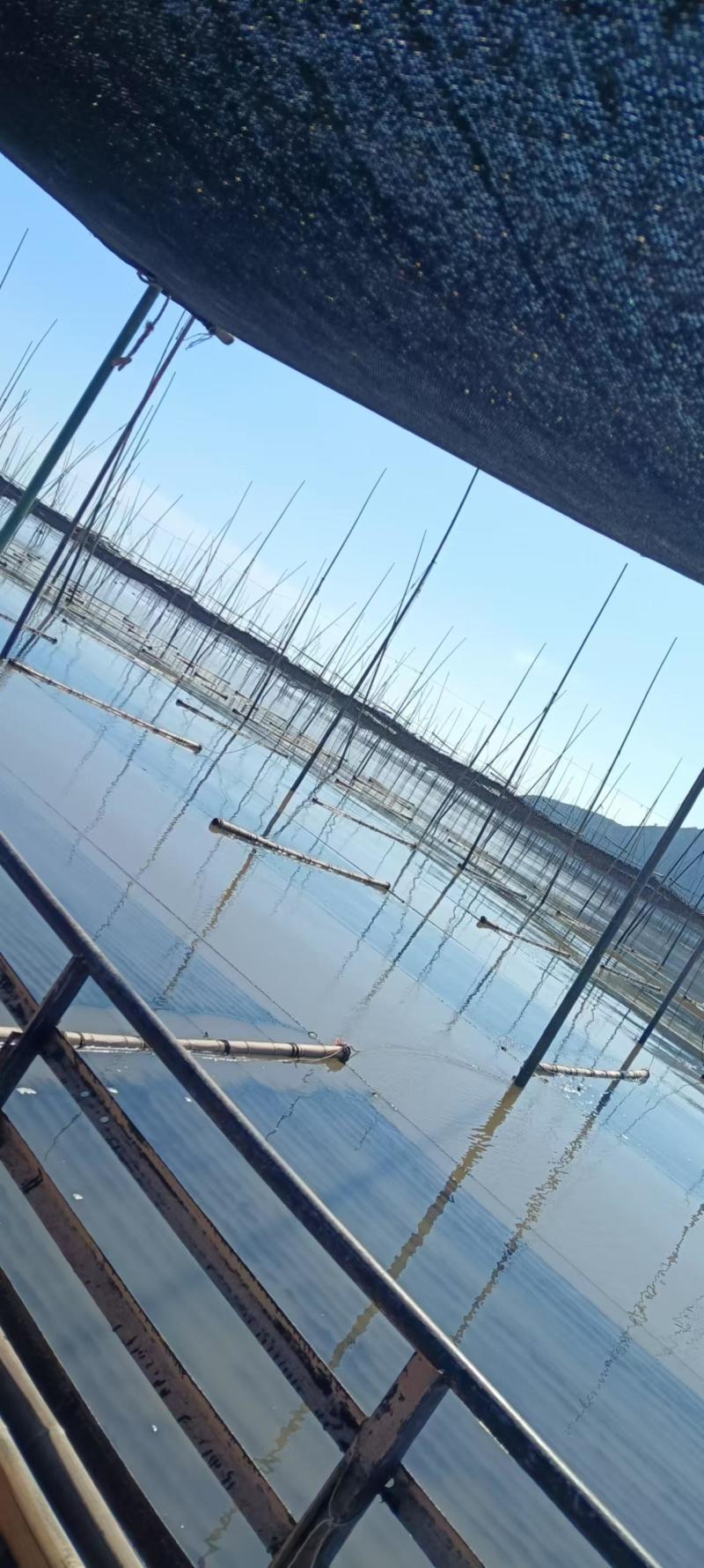 霞浦紫菜自然黑亮入口鲜甜适合市场流通欢迎咨询