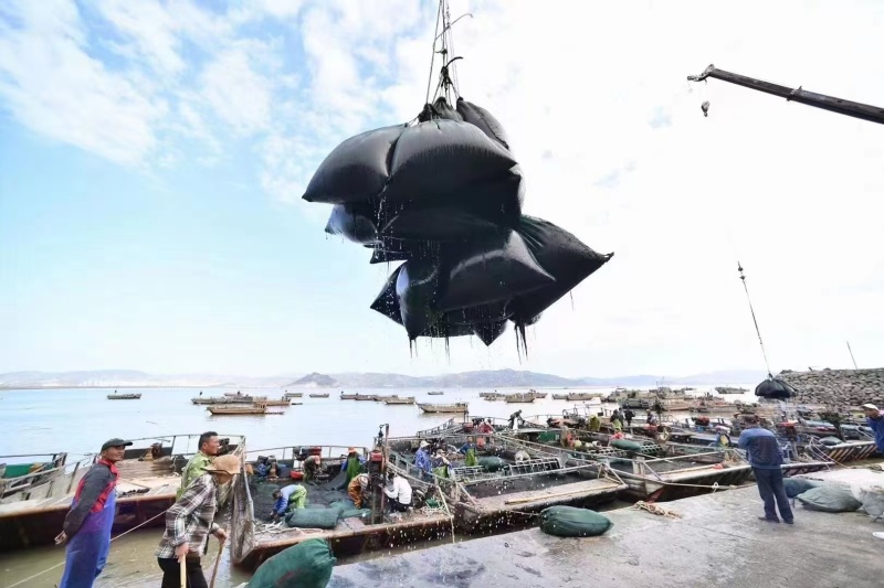 霞浦紫菜自然黑亮入口鲜甜适合市场流通欢迎咨询