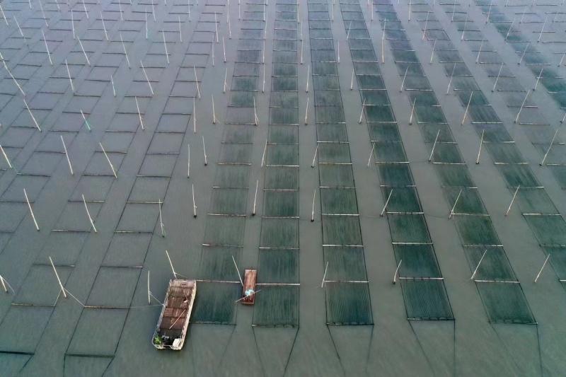 霞浦紫菜自然黑亮入口鲜甜适合市场流通欢迎咨询