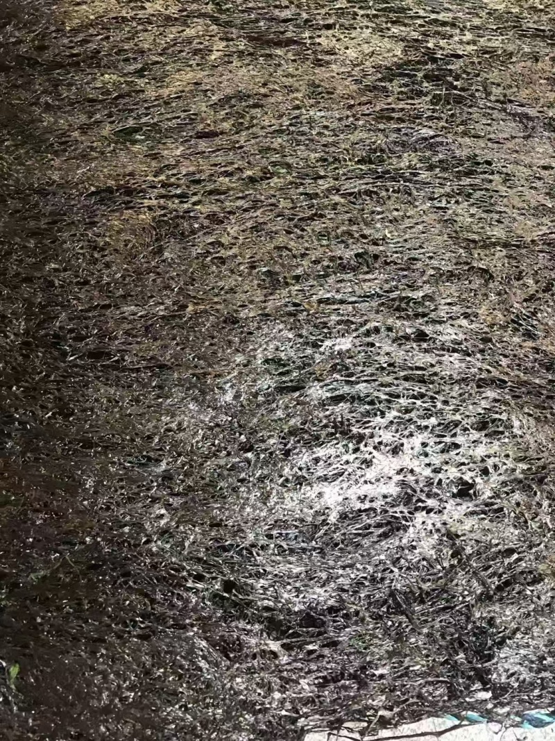 霞浦紫菜自然黑亮入口鲜甜适合市场流通欢迎咨询