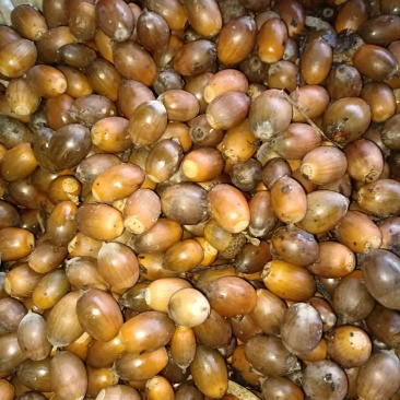 橡子，可加工成橡子豆腐，橡子粉等