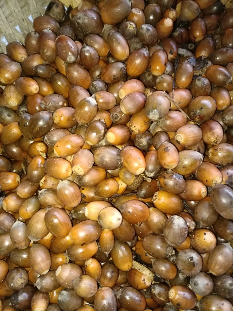 橡子，可加工成橡子豆腐，橡子粉等