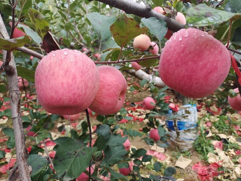 陕北延川苹果基地