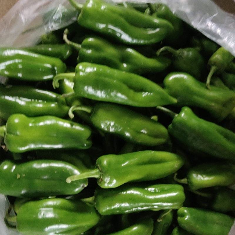 大棚泡椒