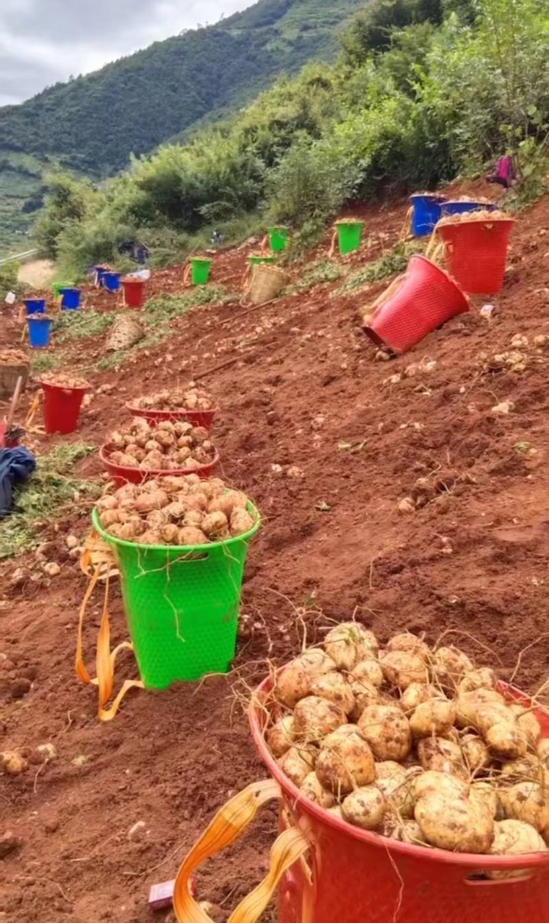 凉山冕宁县里庄水果地瓜