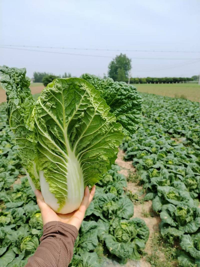湖北精品矮白菜黄心白菜大量上市品质保证一手货源