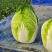 湖北精品矮白菜黄心白菜大量上市品质保证一手货源