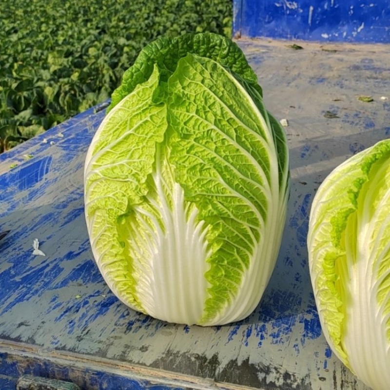 湖北精品矮白菜黄心白菜大量上市品质保证一手货源