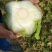 湖北精品矮白菜黄心白菜大量上市品质保证一手货源