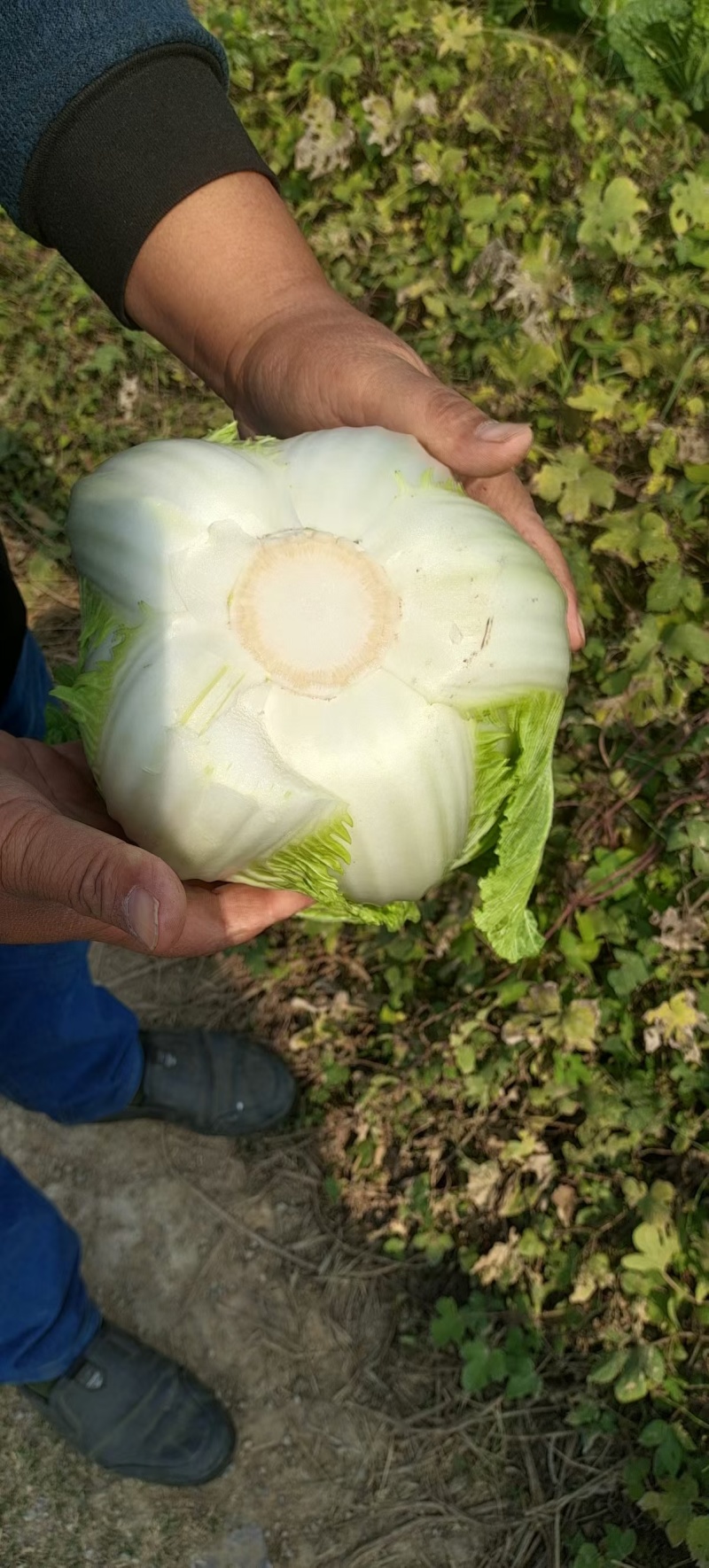 湖北精品矮白菜黄心白菜大量上市品质保证一手货源