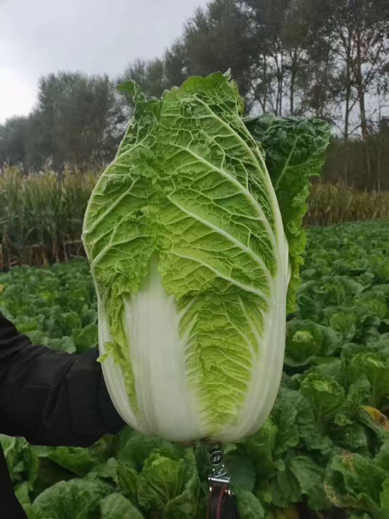 湖北精品矮白菜黄心白菜大量上市品质保证一手货源