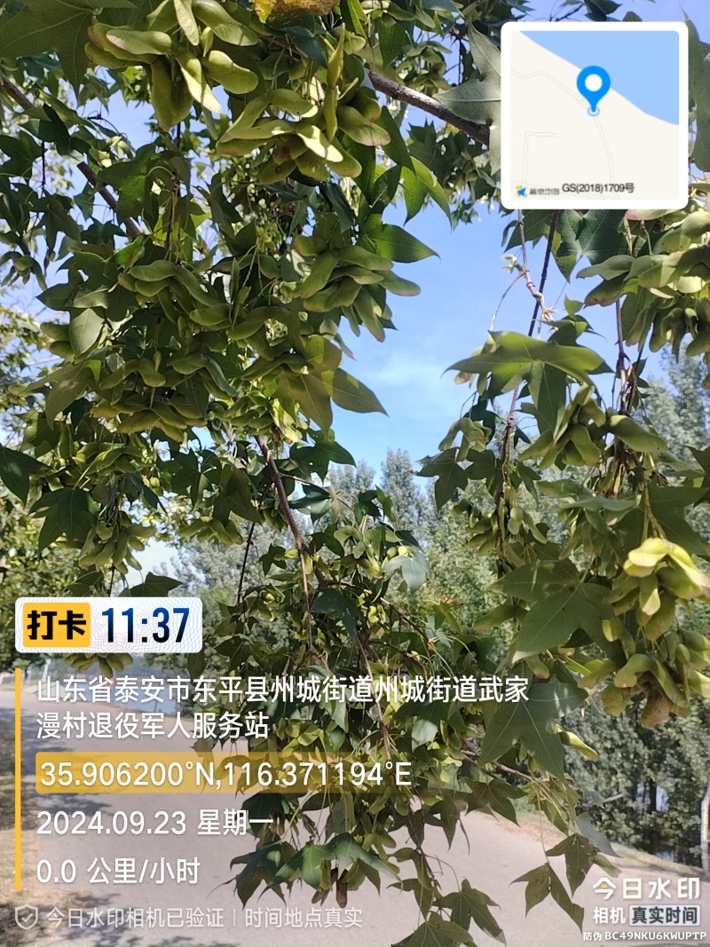 新鲜元宝枫种子，来自山东。优质可靠，助您打造绿色家园。