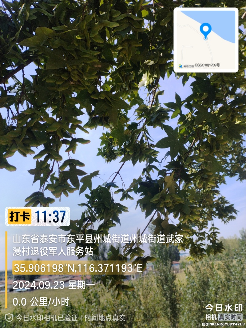 新鲜元宝枫种子，来自山东。优质可靠，助您打造绿色家园。