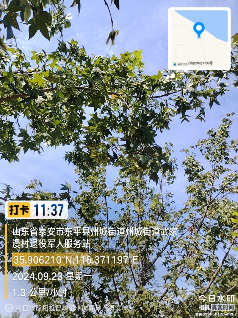 新鲜元宝枫种子，来自山东。优质可靠，助您打造绿色家园。