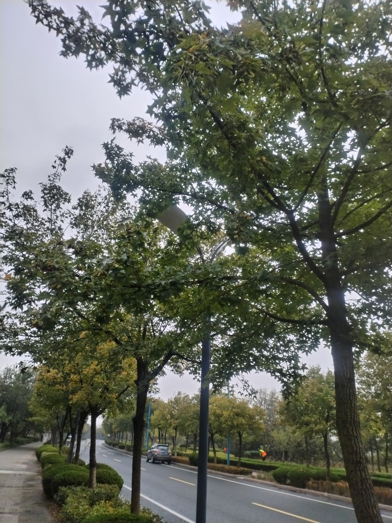 新鲜元宝枫种子，来自山东。优质可靠，助您打造绿色家园。
