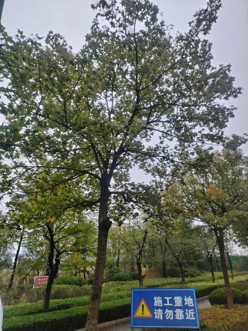 新鲜元宝枫种子，来自山东。优质可靠，助您打造绿色家园。