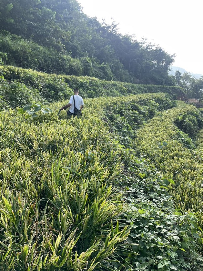 生姜保质保量大量出货视频看货服务周全