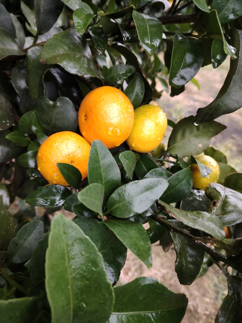 石门金秋砂糖橘11月中旬上市，味甜，化渣