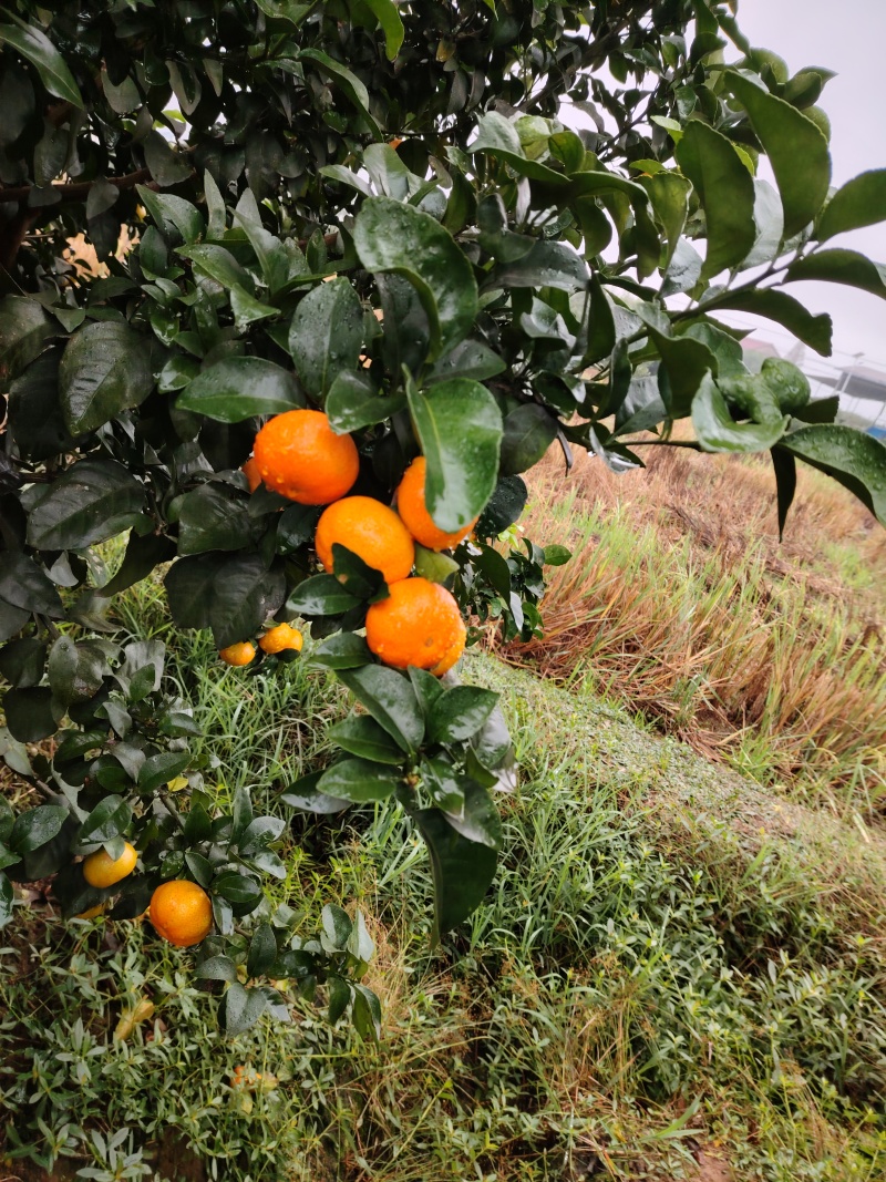 石门金秋砂糖橘11月中旬上市，味甜，化渣