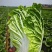 【黄心白菜】湖北襄阳白菜新鲜大白菜万亩基地货源稳定代
