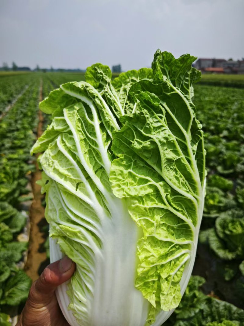 【黄心白菜】湖北襄阳白菜新鲜大白菜万亩基地货源稳定代