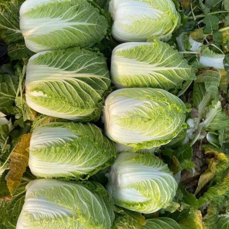 【黄心白菜】湖北襄阳白菜新鲜大白菜万亩基地货源稳定代