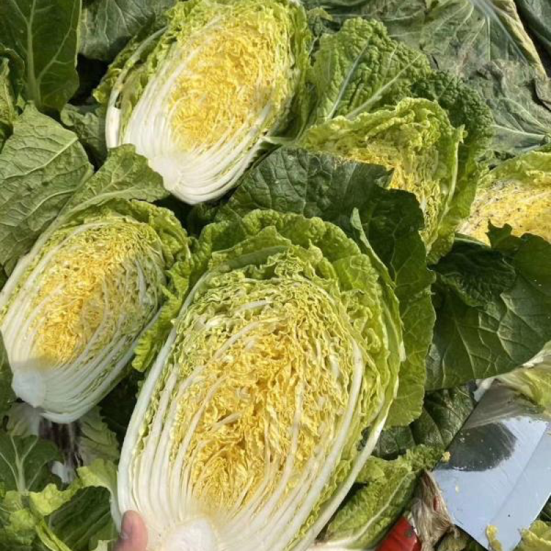 【黄心白菜】湖北襄阳白菜新鲜大白菜万亩基地货源稳定代