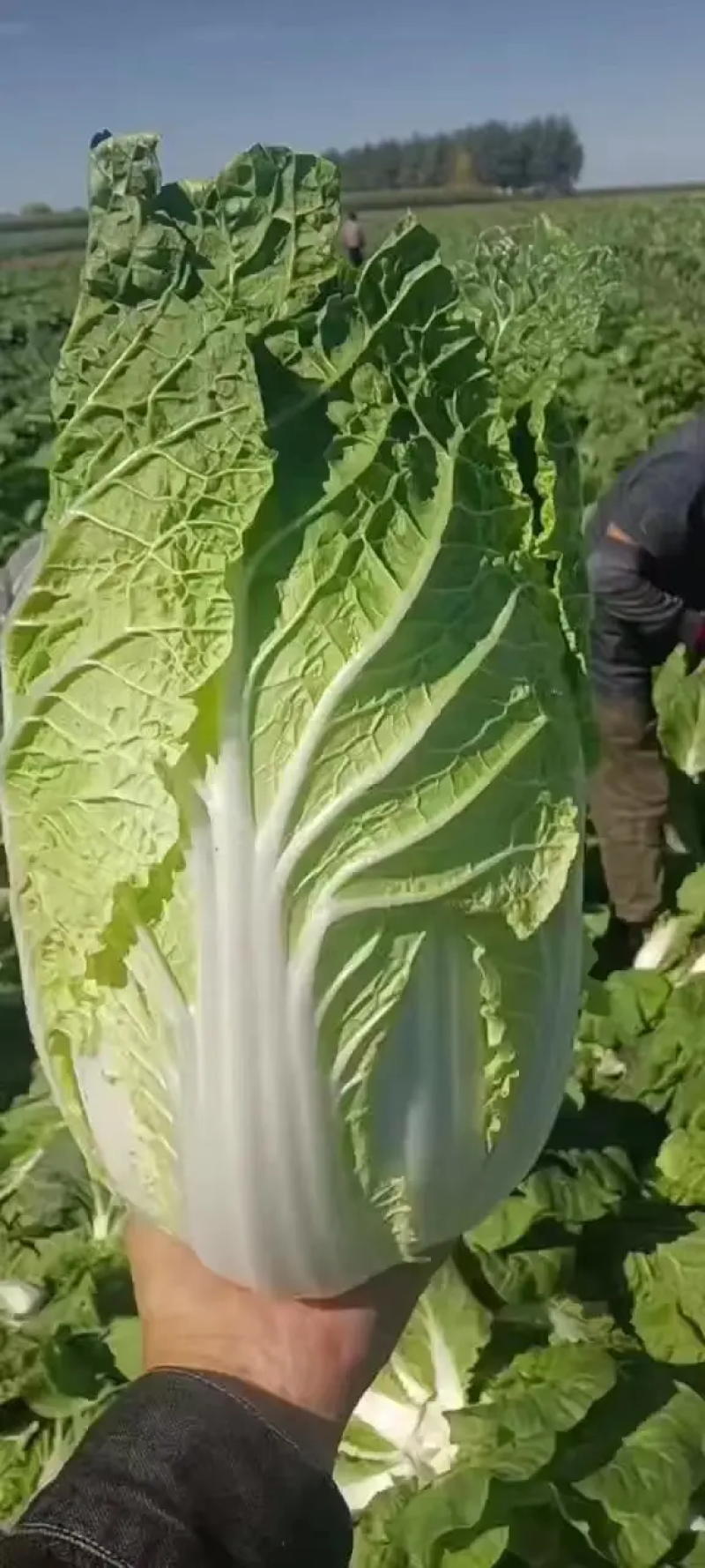 【黄心白菜】湖北襄阳白菜新鲜大白菜万亩基地货源稳定代