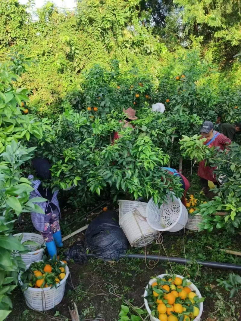 橙子爱媛果冻橙四川爱媛橙皮薄多汁产地货源量大质优