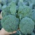 精品西兰花大量上市品质保证量大从优一手货源欢迎联系