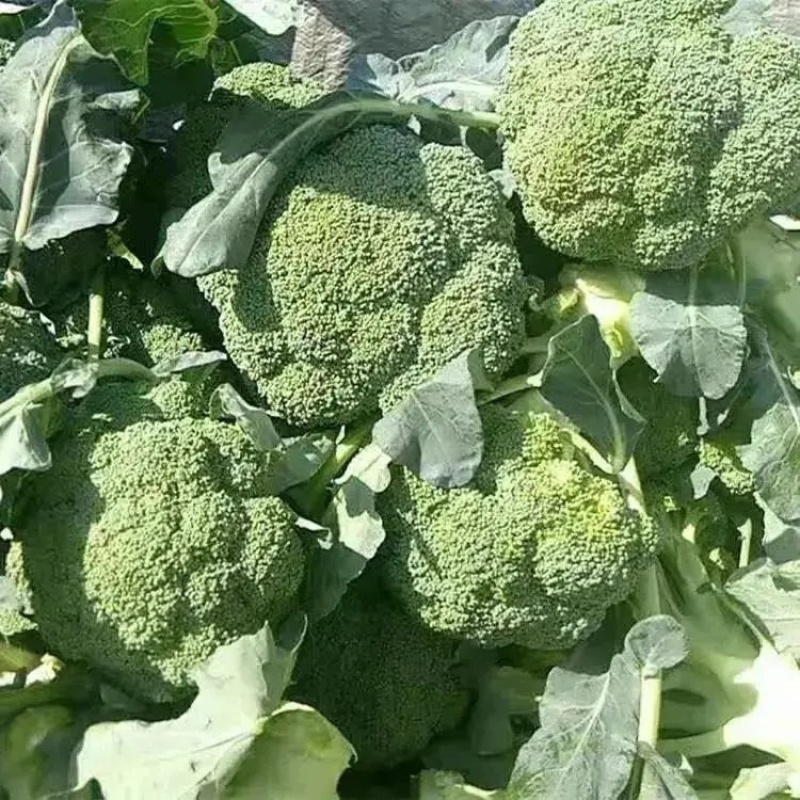 精品西兰花大量上市品质保证量大从优一手货源欢迎联系