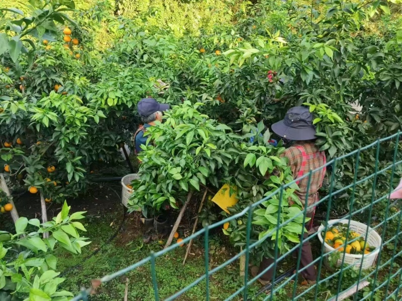 爱媛果冻橙四川爱媛橙一手产地货源可视频看货