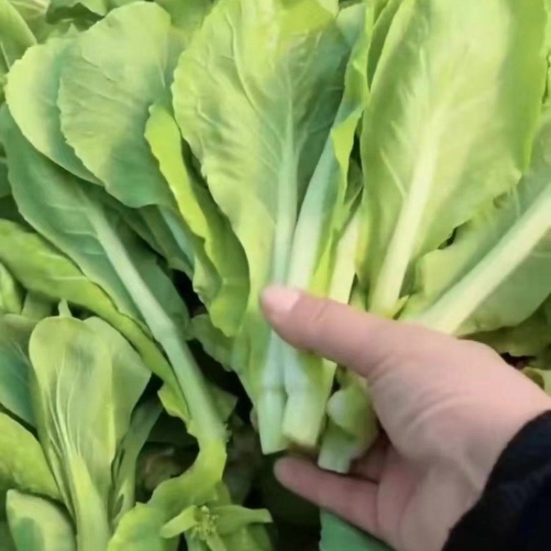 精品甜菜苔大量上市品质保证量大从优一手货源欢迎联联