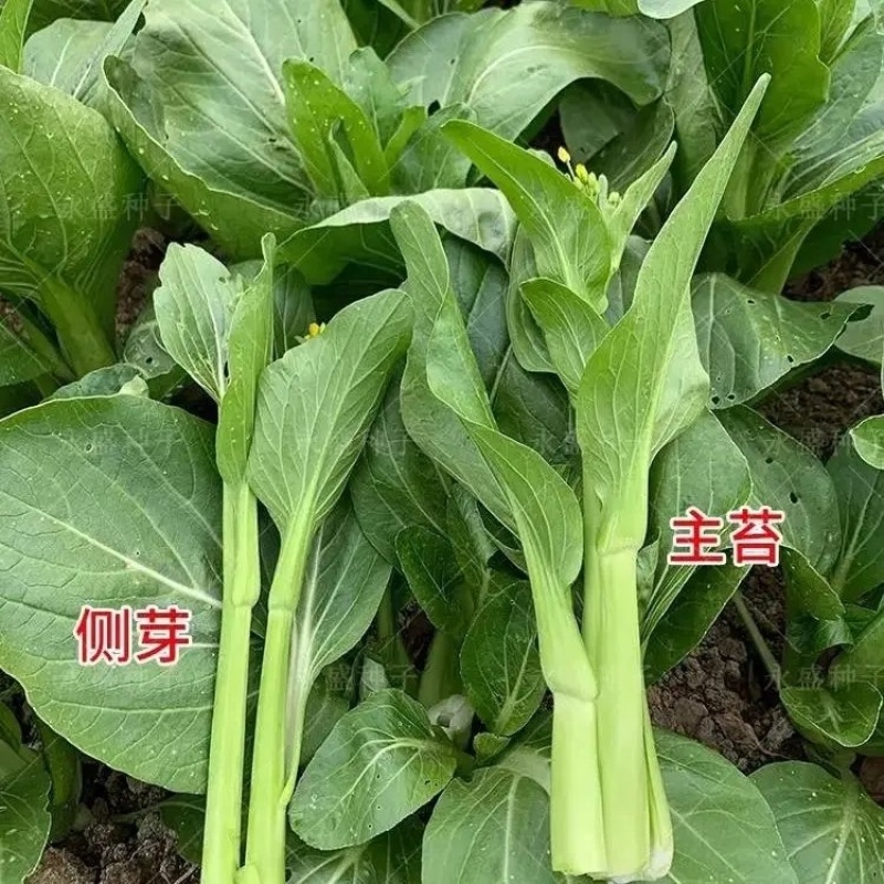 精品甜菜苔大量上市品质保证量大从优一手货源欢迎联联