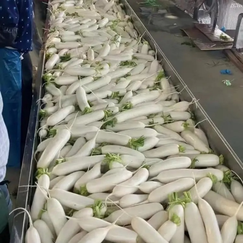 精品白萝卜大量上市品质保证量大从优一手货源