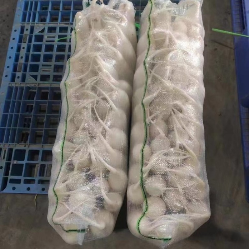 精品白萝卜大量上市品质保证量大从优一手货源