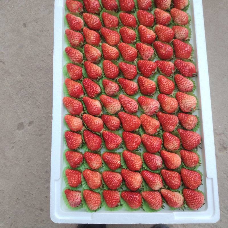 红颜草莓