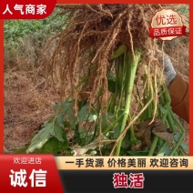 四川独活凉山甘洛县海棠镇万亩药材基地独活欢迎老板采购