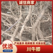 四川牛膝/三年牛膝欢迎各地客商采购洽谈合作