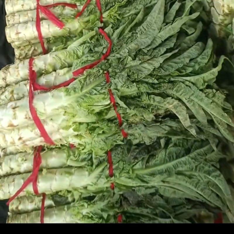 河南新野优质莴笋大量上市口感好货大价优欢迎选购