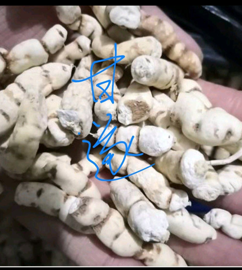 甘逐各种中药材，名贵药材，冷背药材，多种药材批发