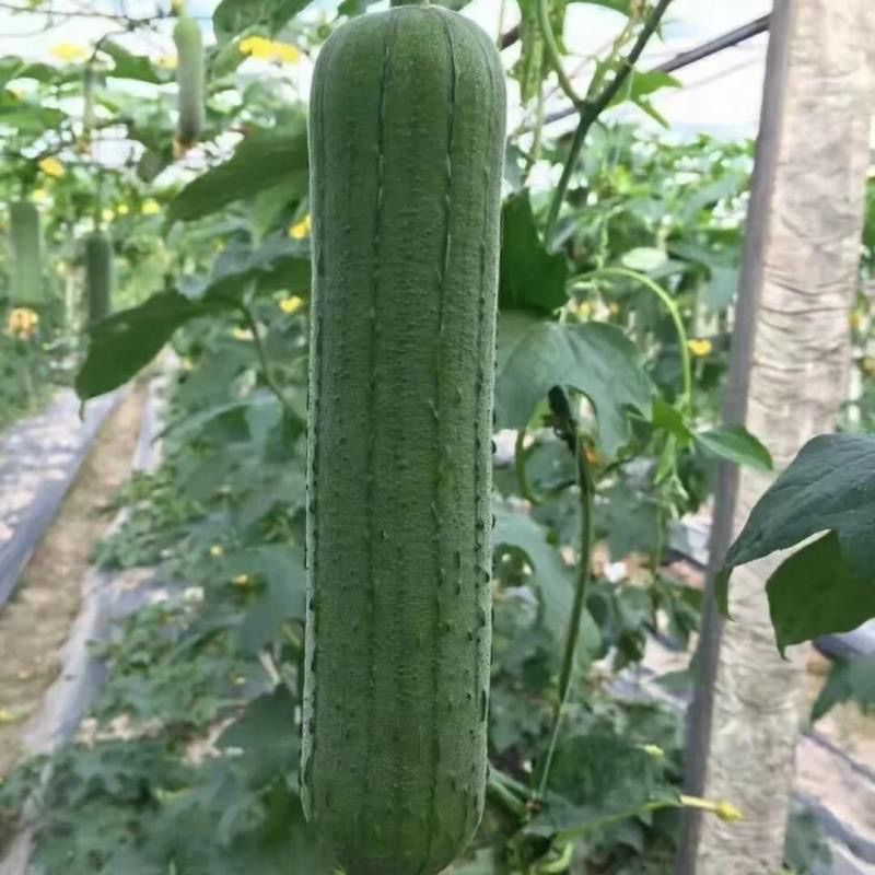 兴蔬新美佳丝瓜种子果皮绿色靓丽油丝瓜种籽早熟丰产春夏秋播